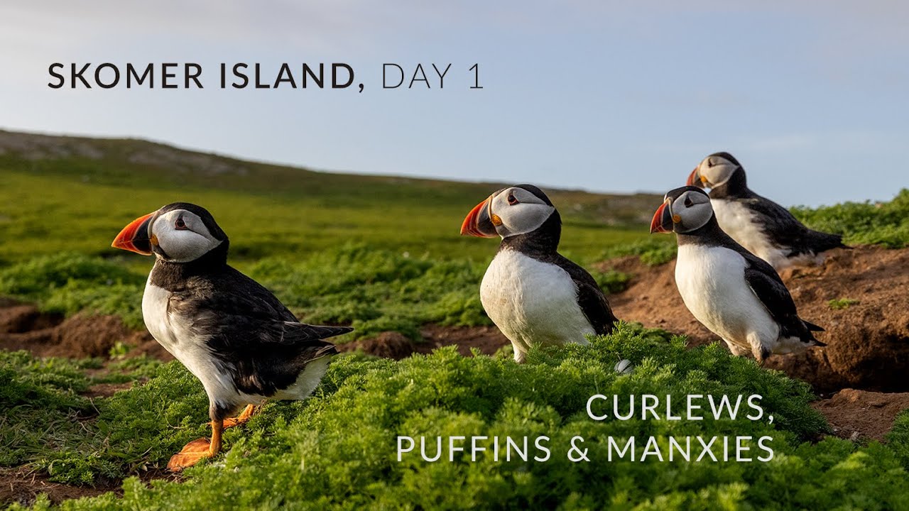 Skomer Island Prt 1 Puffins, Ode to Pembrokeshire's Last Breeding Curlew & Manx Shearwater Recording