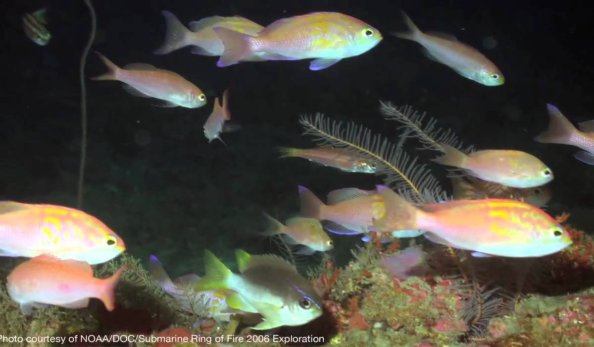 (NEW) The vulnerability of deep-sea fishes: an interview with Dr. Gregor Cailliet