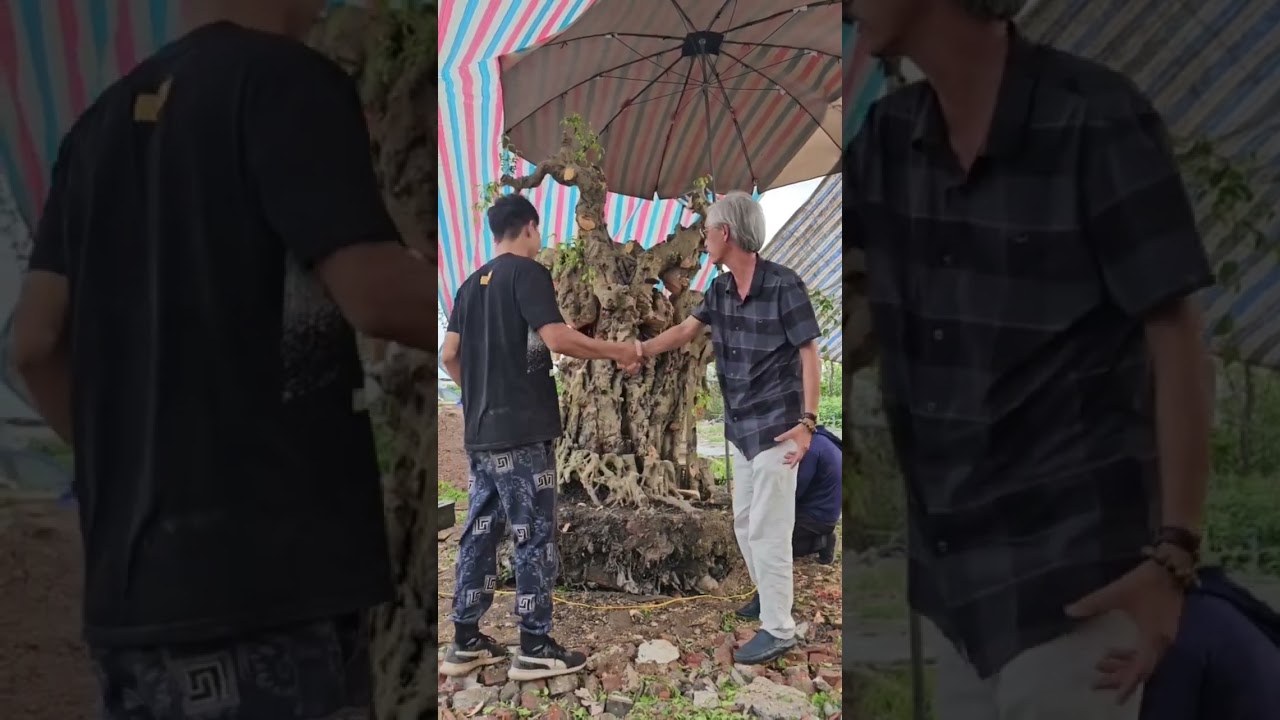 Cứ đục đi, đừng c&oacute; cắt | G&atilde; Đầu Bạc - Vua T&ugrave;ng #gadaubac #vuatung #bonsai #cayduoi #caycanh