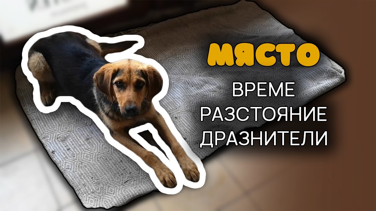 Подобряваме МЯСТО - Обучение за ВРЕМЕ, РАЗСТОЯНИЕ, ДРАЗНИТЕЛИ и Бонус - Как лесно решем кучето?