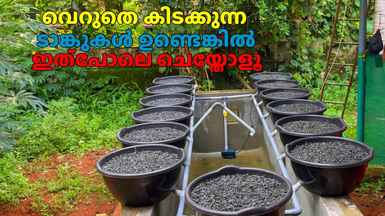 നമ്മുടെ മുറ്റത് വെറുതെ കിടക്കുന്ന ടാങ്കുകളിൽ നിന്നും ശുദ്ധമായ മത്സ്യങ്ങളും പച്ചക്കറികളും ഉണ്ടാക്കാം