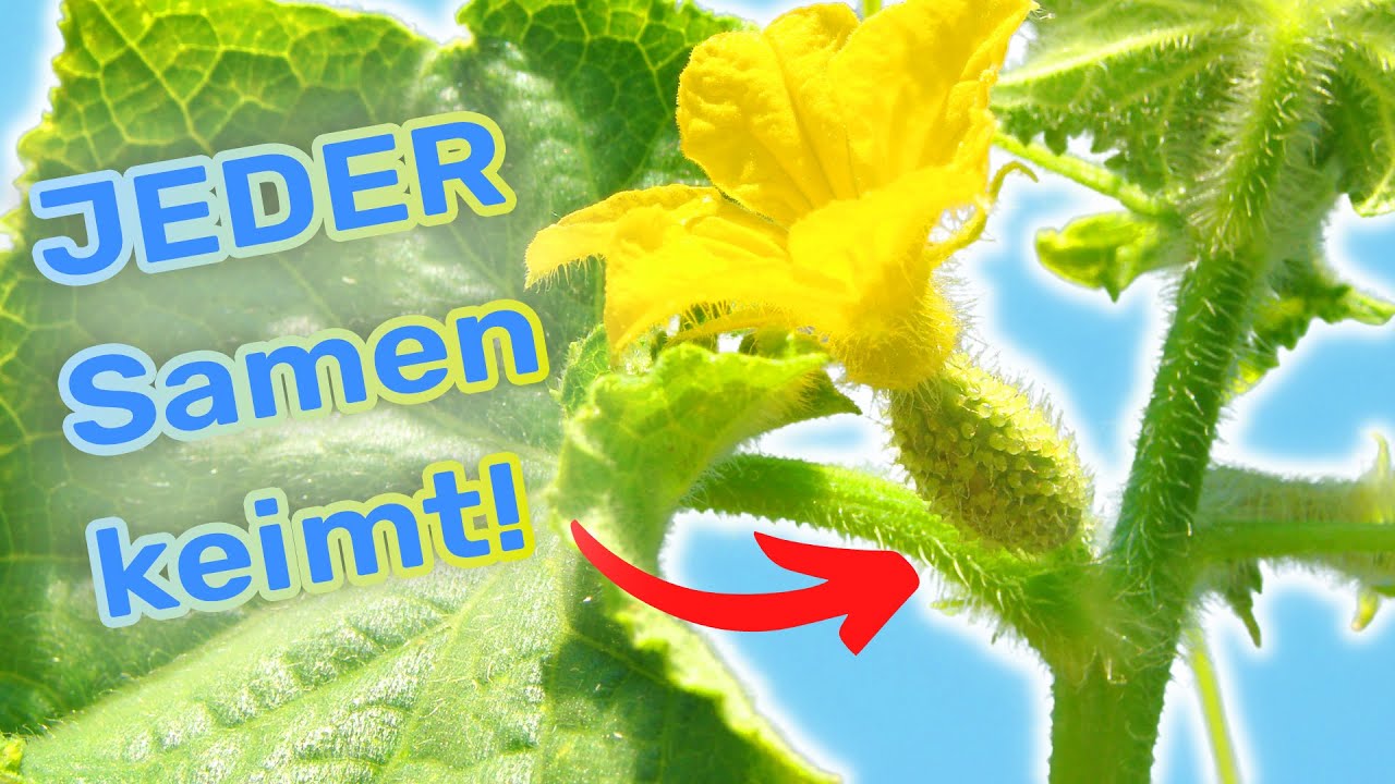 Der ULTIMATIVE GURKEN Anzucht Geheimtipp