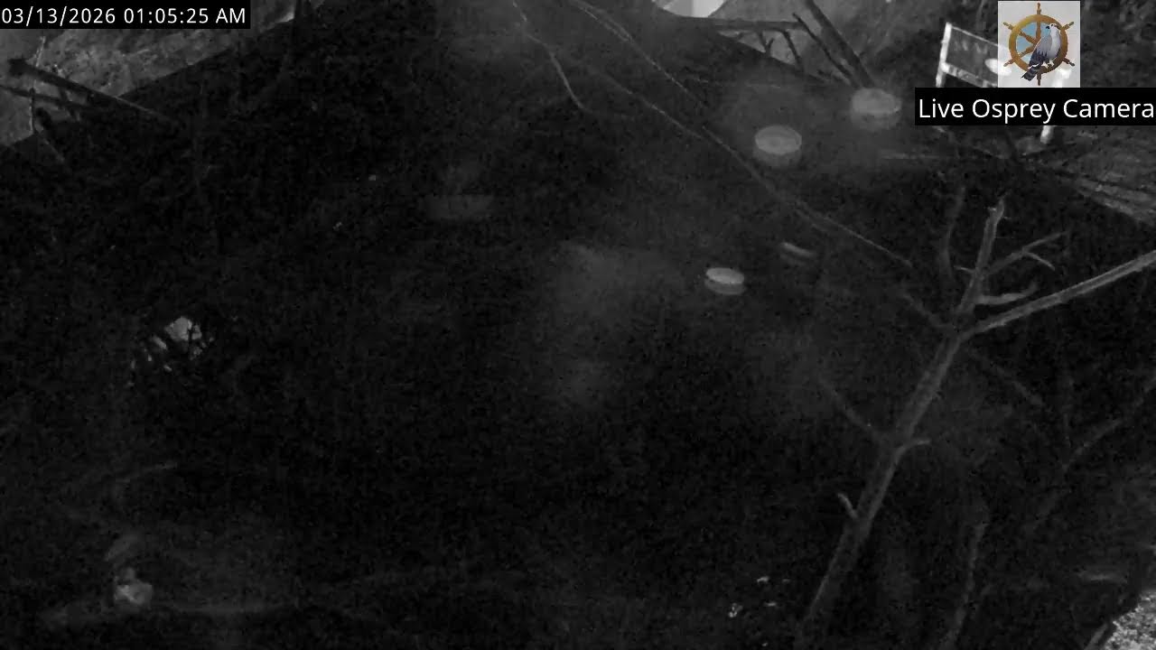 Live Osprey Nest March 12, 2026
