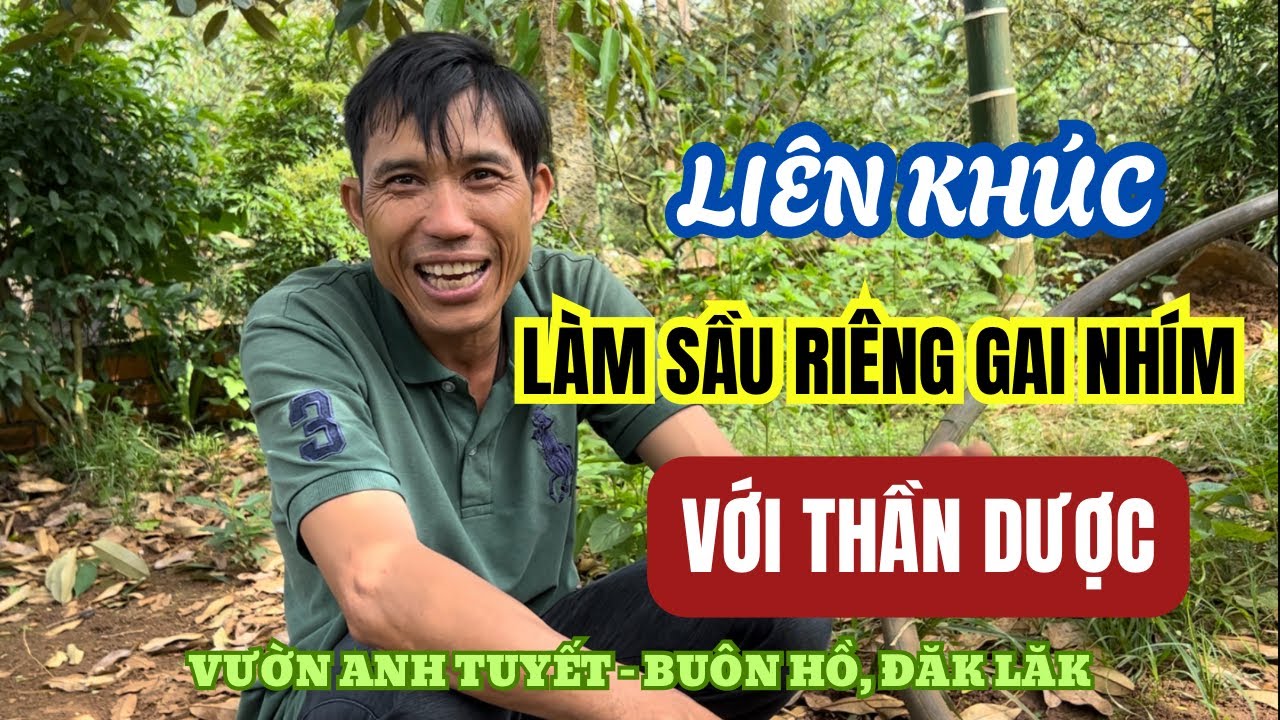 CÁCH CHỈNH TRÁI SẦU RIÊNG GAI NHÍM - MẪU TRÒN - NẶNG KÝ