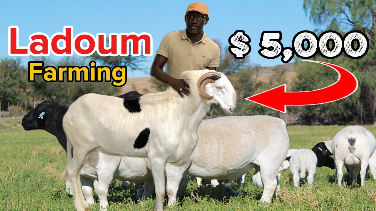 He Established the Biggest Ladoum Breeds in Senegal