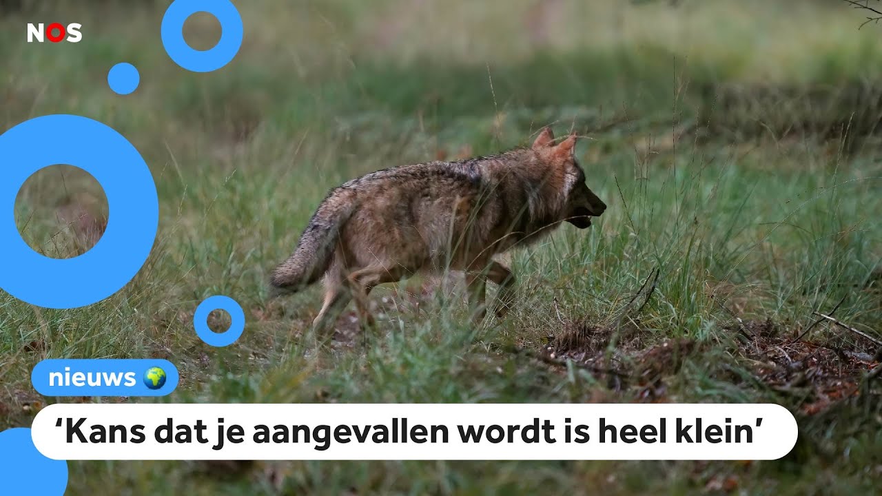 Schapenboer gebeten door wolf: 'Heel erg geschrokken'