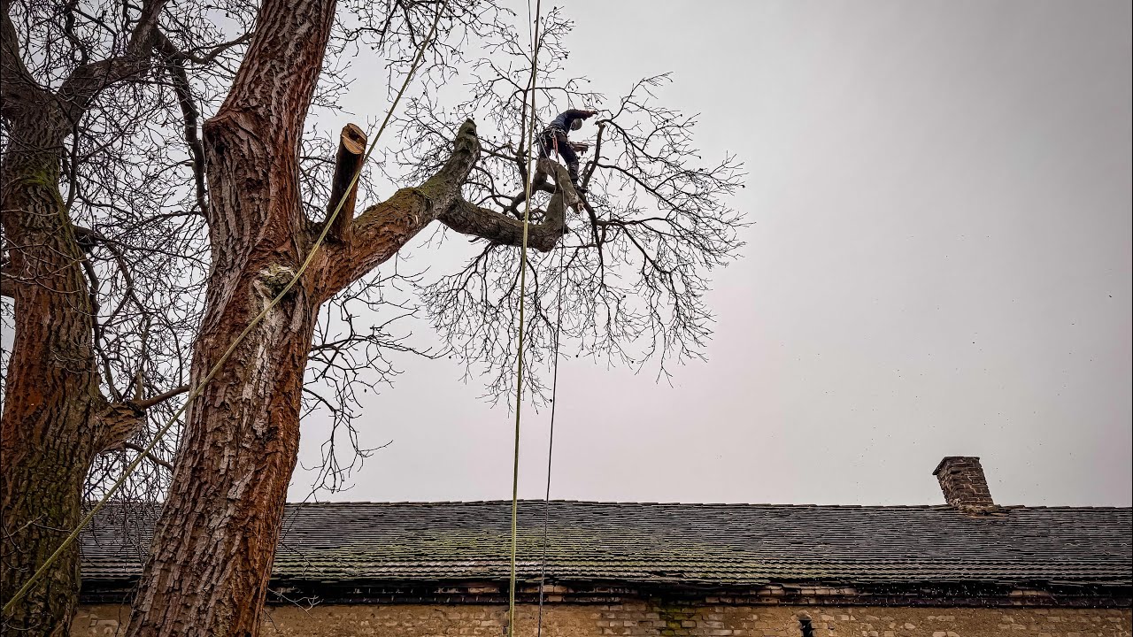 🌳 Rizikové kácení ořešáku – skrytá hniloba uvnitř kmene