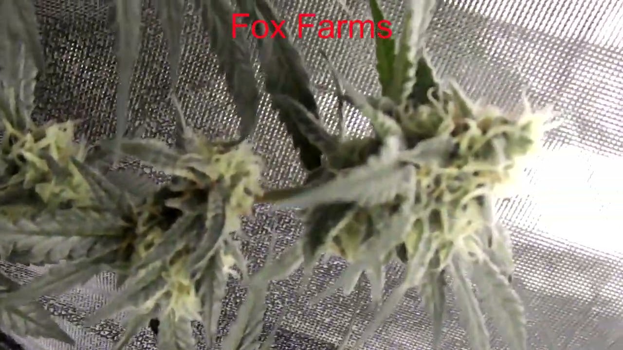 fox farms vs humbolts secret nutrient line up