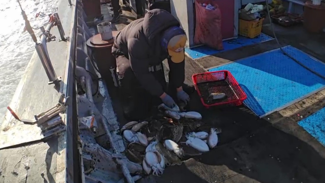 거치만 해놔도 잘 물어주는 제주 심해 갑오징어!