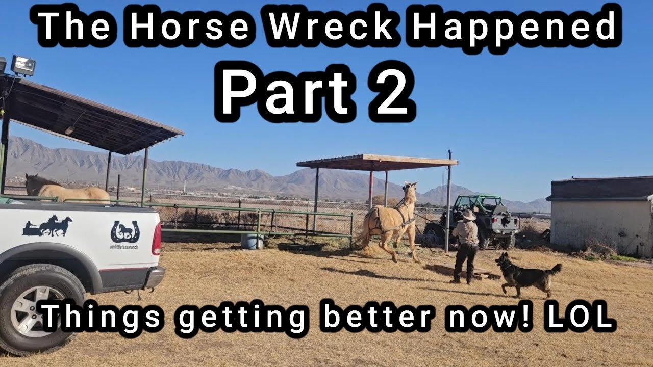 Re igniting Your Horse Training After Time Away from training! #ourlittletexasranch #smallranch