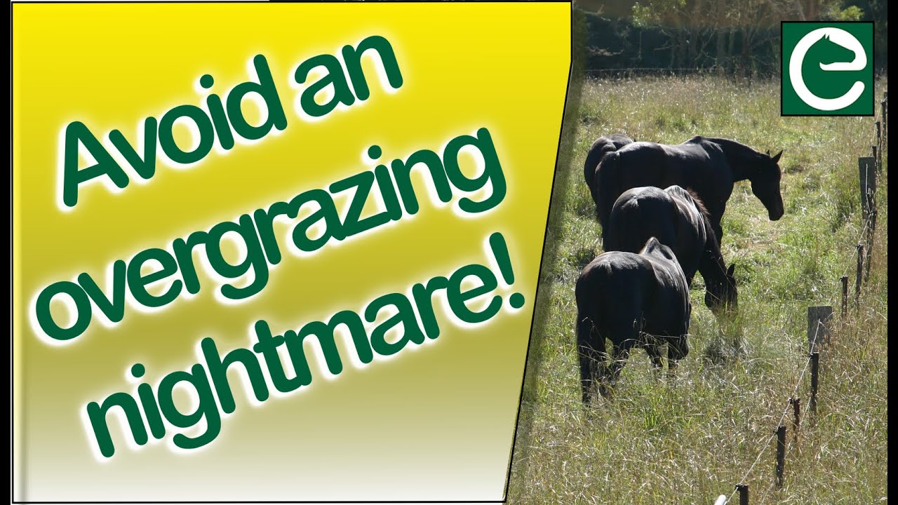 The Biggest Mistakes Made by Horse Owners - Part 1 - (HOW TO AVOID AN OVERGRAZING NIGHTMARE)