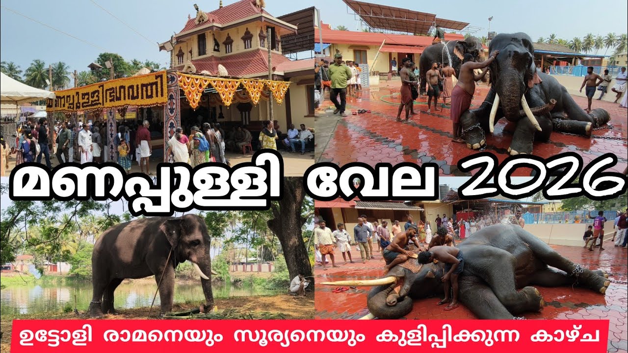ശ്രീ മണപ്പുള്ളി ഭഗവതി ക്ഷേത്രത്തിലെ വേല ആനകളെ കുളിപ്പിക്കുന്നു ഉട്ടോളി രാമനെയും സൂര്യനെയും 