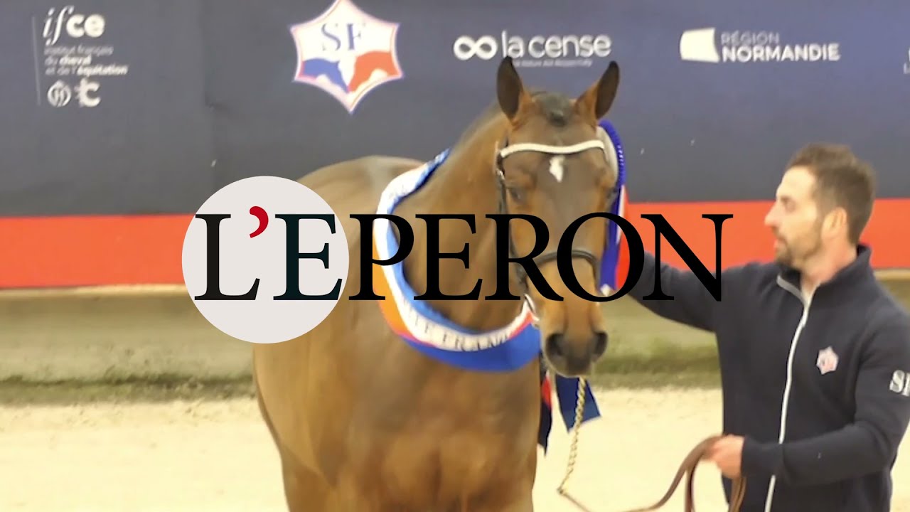 ELEVAGE | Championnat des 2 ans Selle Français : Les atouts du champion, Junesco de Riverland
