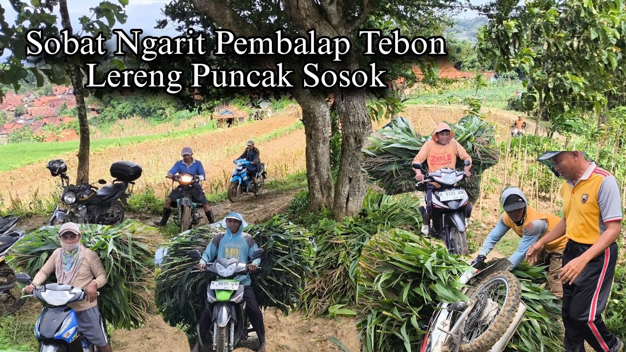 Jatuh Bangun Ambil Pakan Gratis Di Puncak Sosok Nostalgia Ngarit Sambil Rumpuk Jagung Di Sawah
