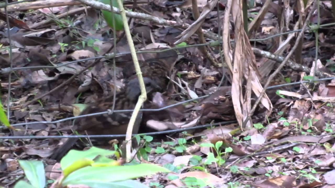 Family of Australian logrunners