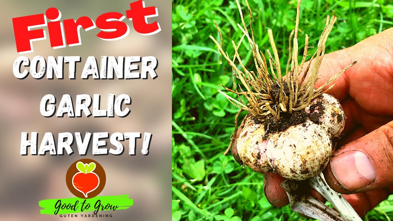Growing Garlic In CONTAINERS | How to PLANT, HARVEST & CURE | Zone 5 Gardening | Guten Yardening