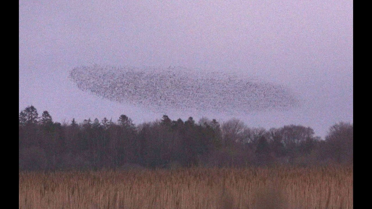 Murmuration at Lough Carra