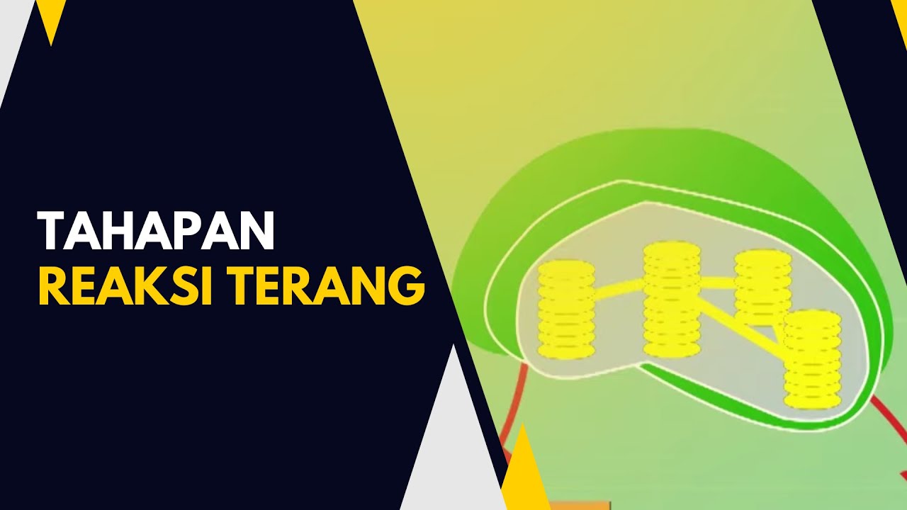 Bagaimanakah Tahapan Reaksi Terang?