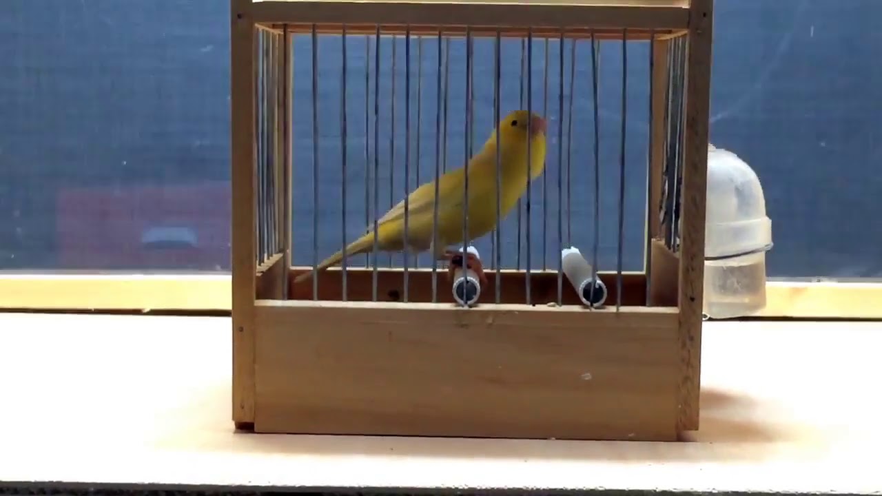 Canto del canario roller