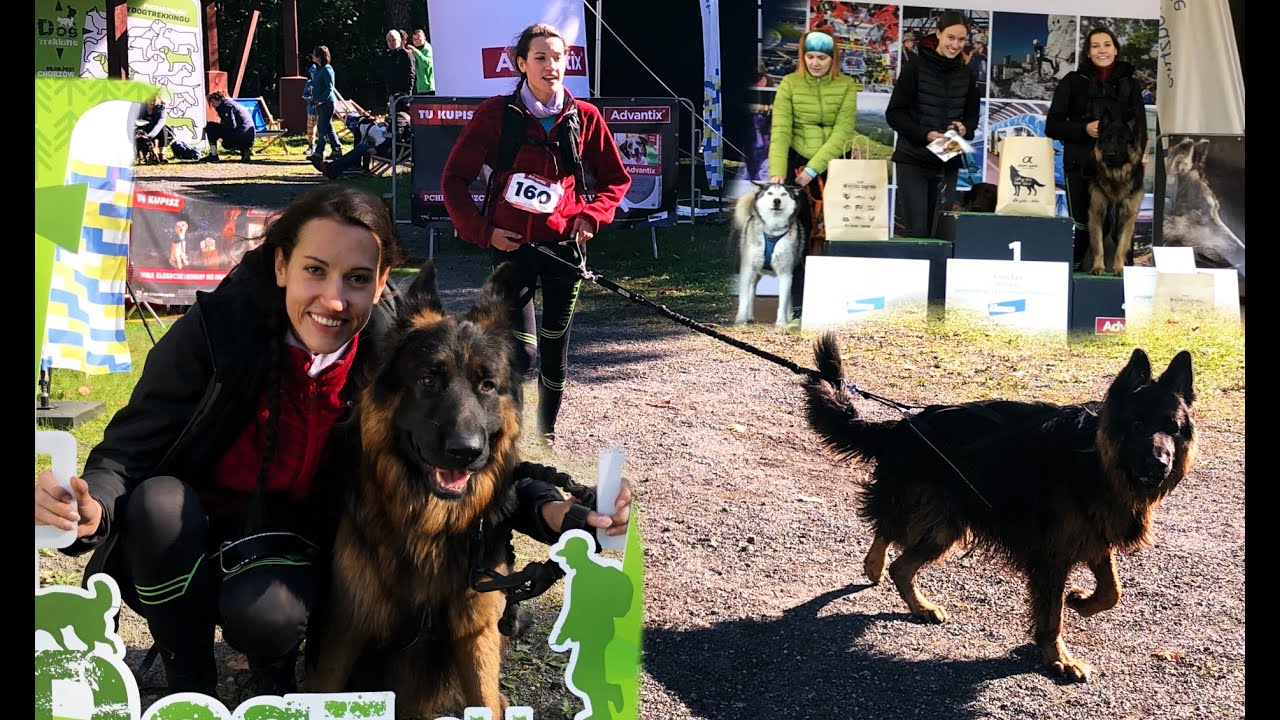 Running 15 KM with German Shepherd - Canicrossing competitions - Running with dog.
