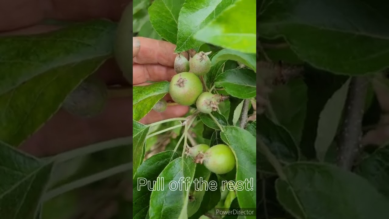 How to Grow BIG Apples by Thinning