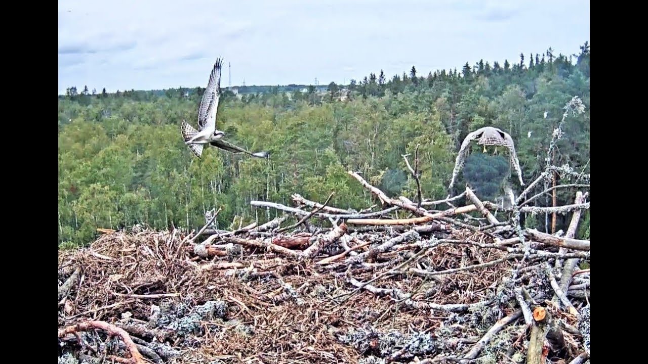 Kalakotkas Estonia #1 nest, Juuli and Goshawk aerial battle, reg and slo-mo 2019 08 08 10 53 09 464