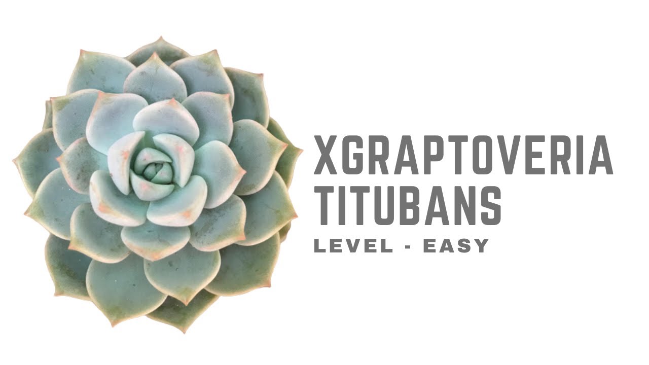 || xGRAPTOVERIA  TITUBANS || CARE TIPS ||