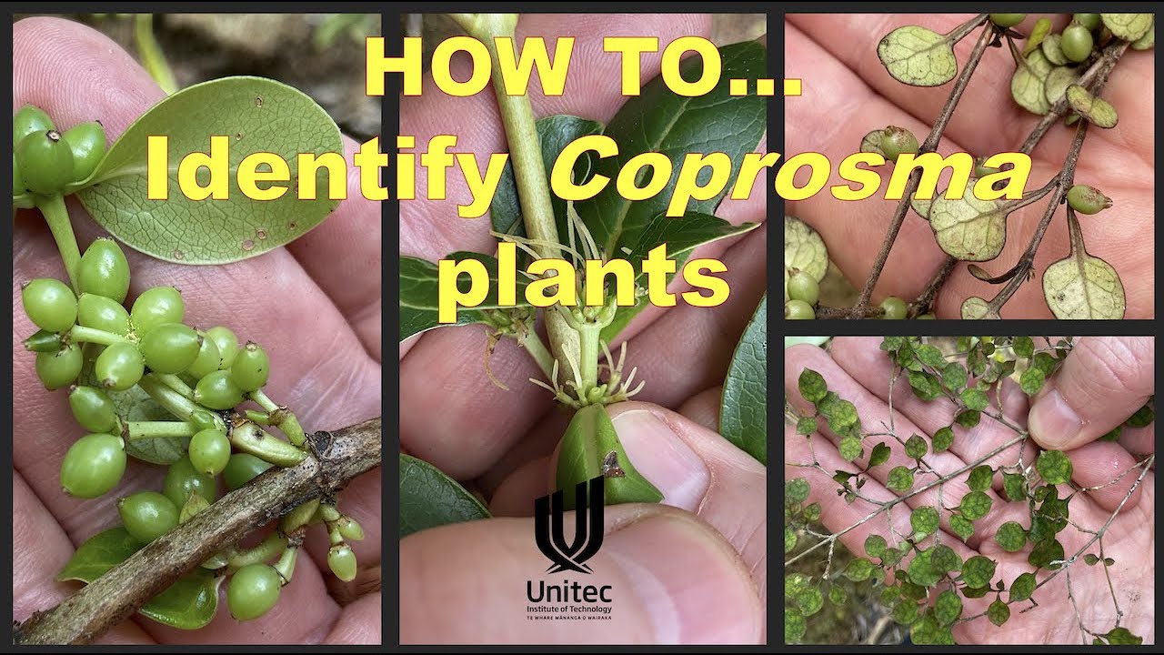 HOW TO... identify Coprosma plants