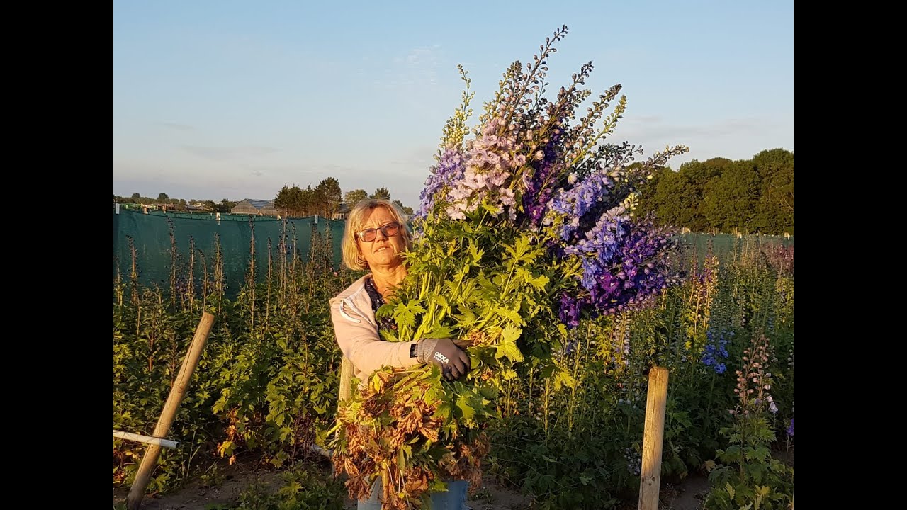 Hilverda De Boer - Delphinium Grower N.G. Wigchert
