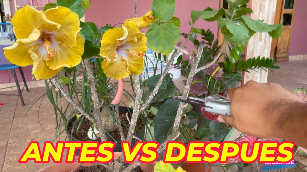 ¿Hibisco muriendo? Haz ESTO y lo revives en días