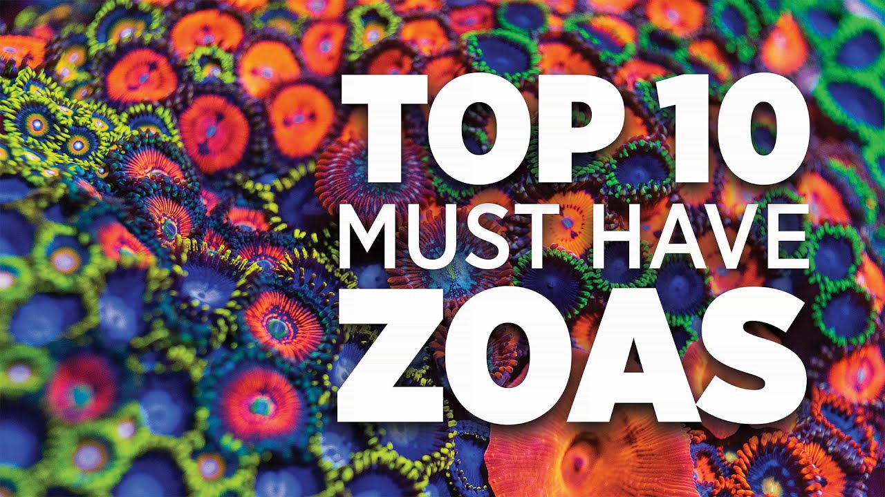 Top 10 Must Have Zoanthids - World Wide Corals