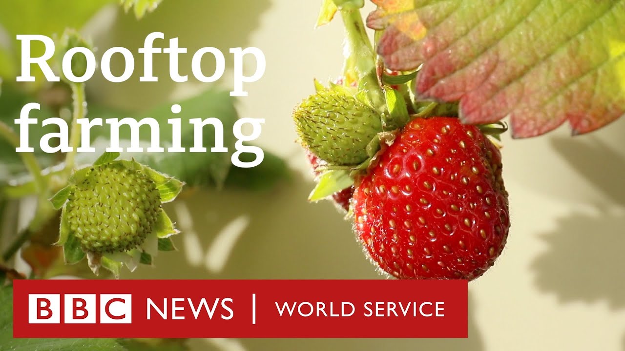 Welcome to the world&rsquo;s largest urban rooftop farm - BBC World Service