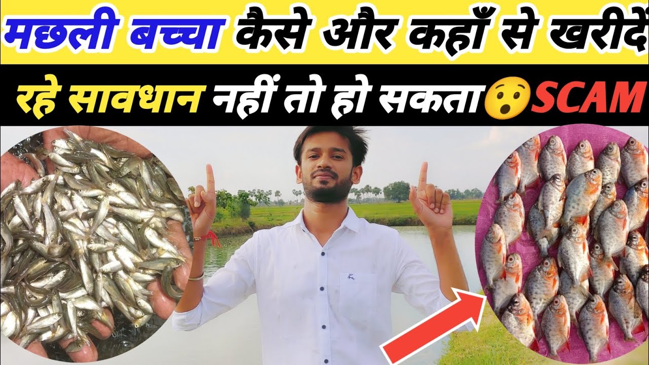 मछली का बच्चा सबसे सस्ता 🤑और सबसे 💪अच्छा ।। पुरे बिहार मे चर्चा 😱😱।। fish seeds ।। machli palan ।।