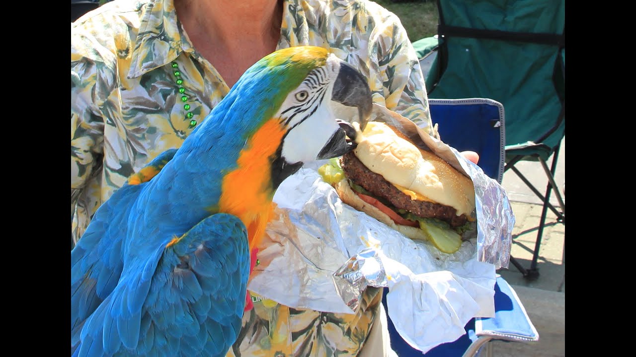 16th Annual Cheeseburger in Caseville -- Official Video