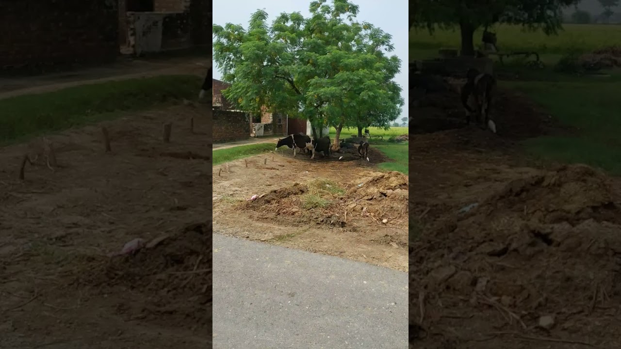 Pure village life fathe pur village #shorts #kasur