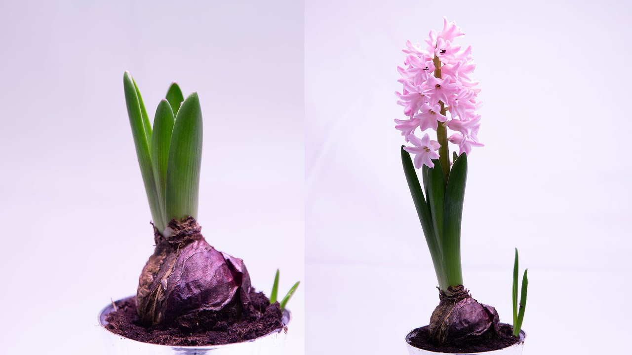 Hyazinthe GROWTH - TIMELAPSE!💗🌷 |PP|