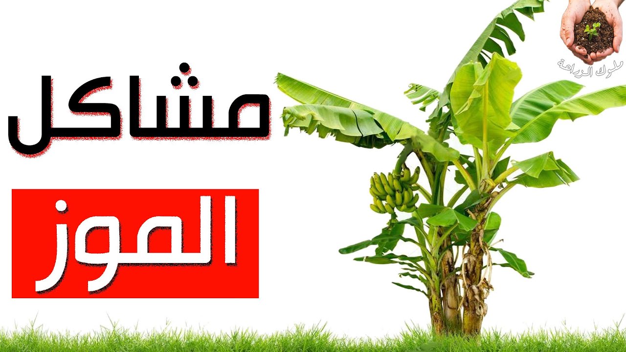 مشاكل و امراض تصيب شجره الموز