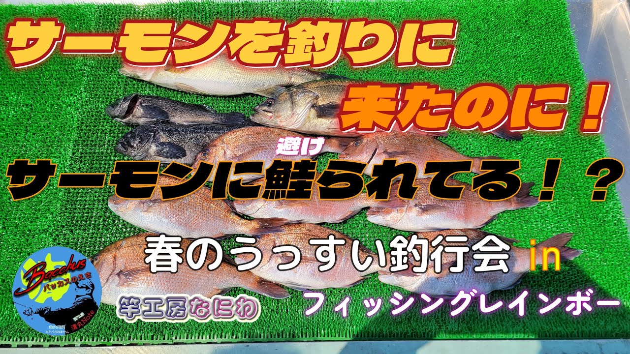『海上釣り堀』【フィッシングレインボー】サーモンを釣りに来たのに・・・　　　　　　　　　　　　　　　　　　　　　　　　　　　　　　　　　　#バッカスの餌　#清丸note 　#隠岐竜雅　#竿工房なにわ