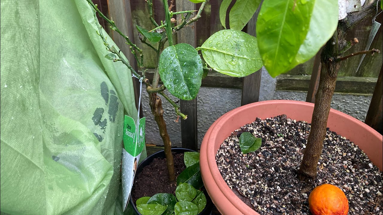 Arcobal / Rainbow orange, complete leaf loss on my recently bought plant due to a schoolboy mistake