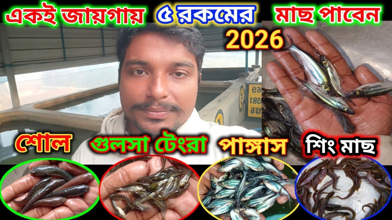 ভারতের সবথেকে বৃহত্তম চারা মাছের বাজার||Naihati fish seed Market||Naihati fish seed Market #video 