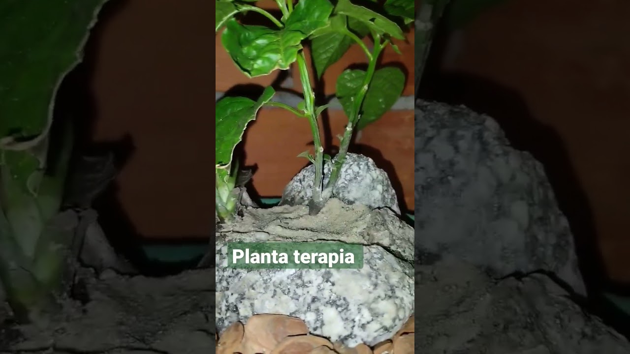 Planta terapia #plantas #viral #terapia #shorts