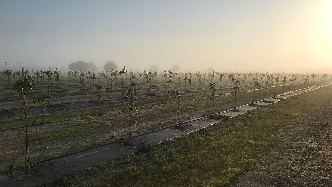 Planting Bamboo!! | Florida Bamboo Farm