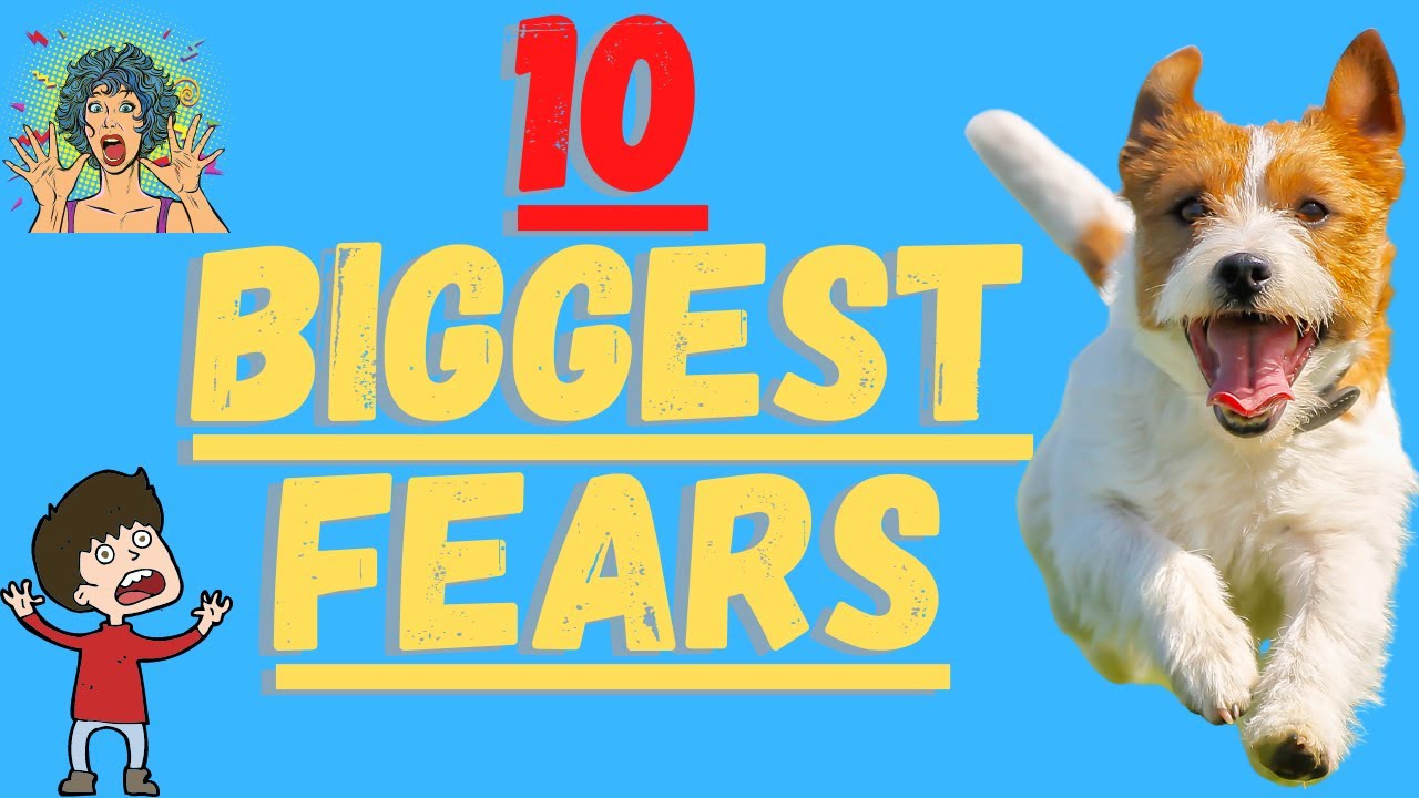 Jack Russell Terriers (10 Things That Scare A Jack Russell)