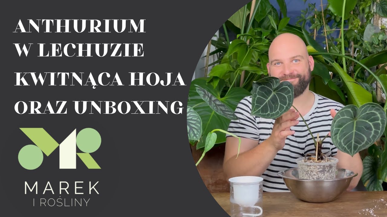 Anthurium w lechuzie, kwitnąca hoja i unboxing