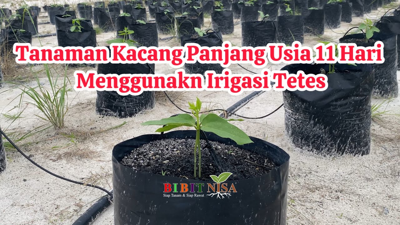 Tanaman Kacang Panjang Di Polybag Usia 11 Hari Metode Irigasi Tetes