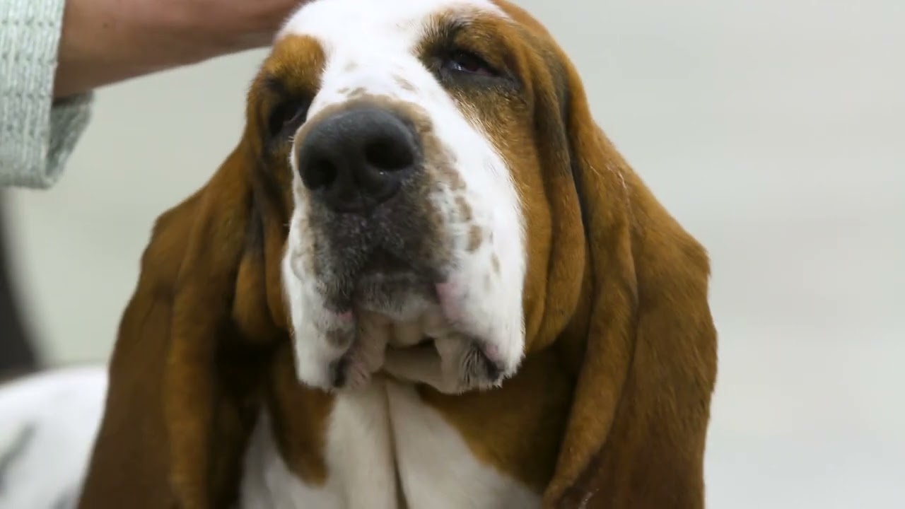 Best of Breed Minute: Basset Hound