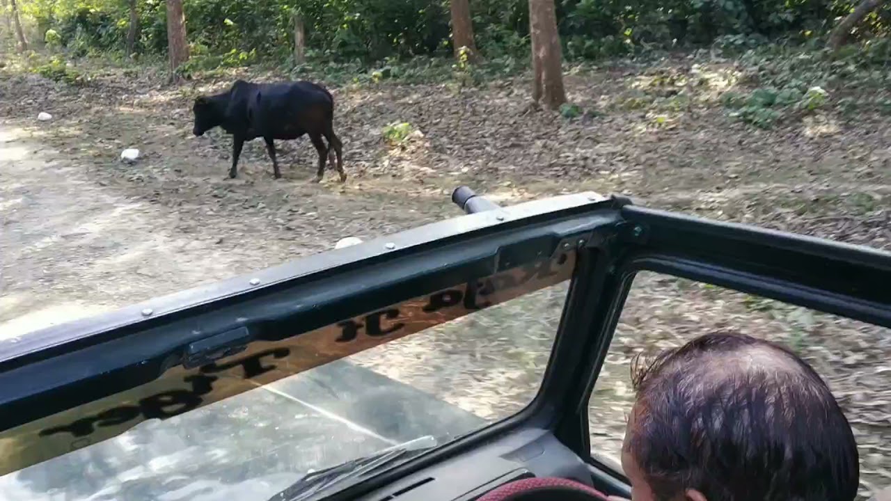 Jungle safari at Rajaji National Park | Uttarakhand