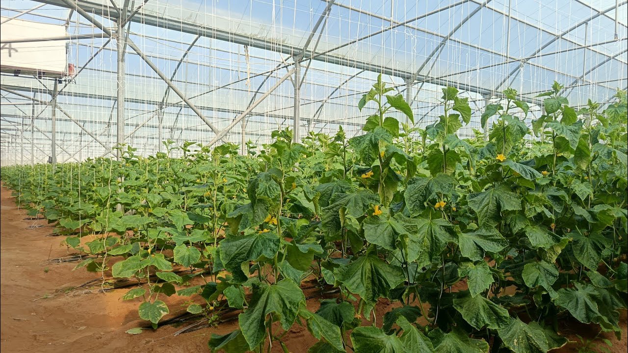 সৌদি আরবে শসা ক্ষেতের মাঝরা | Saudi Arabia Cucumber FaWord Work,#SaudiArabia#ShoshaChash#Cucumber