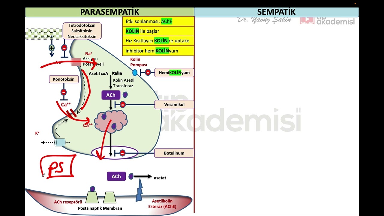 KOLİNERJİK ve ADRENERJİK nöron OTONOM FARMAKOLOJİ.
