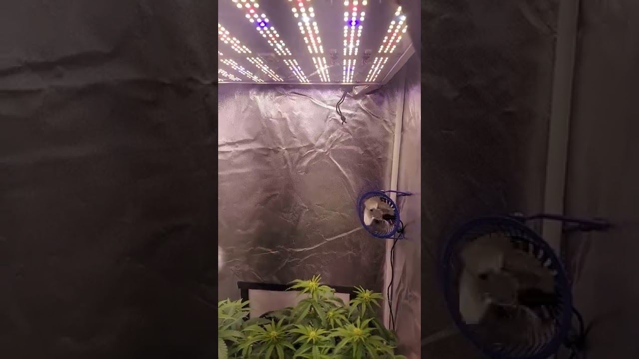 2x2x4 pure afghan grow 2 weeks in flower
